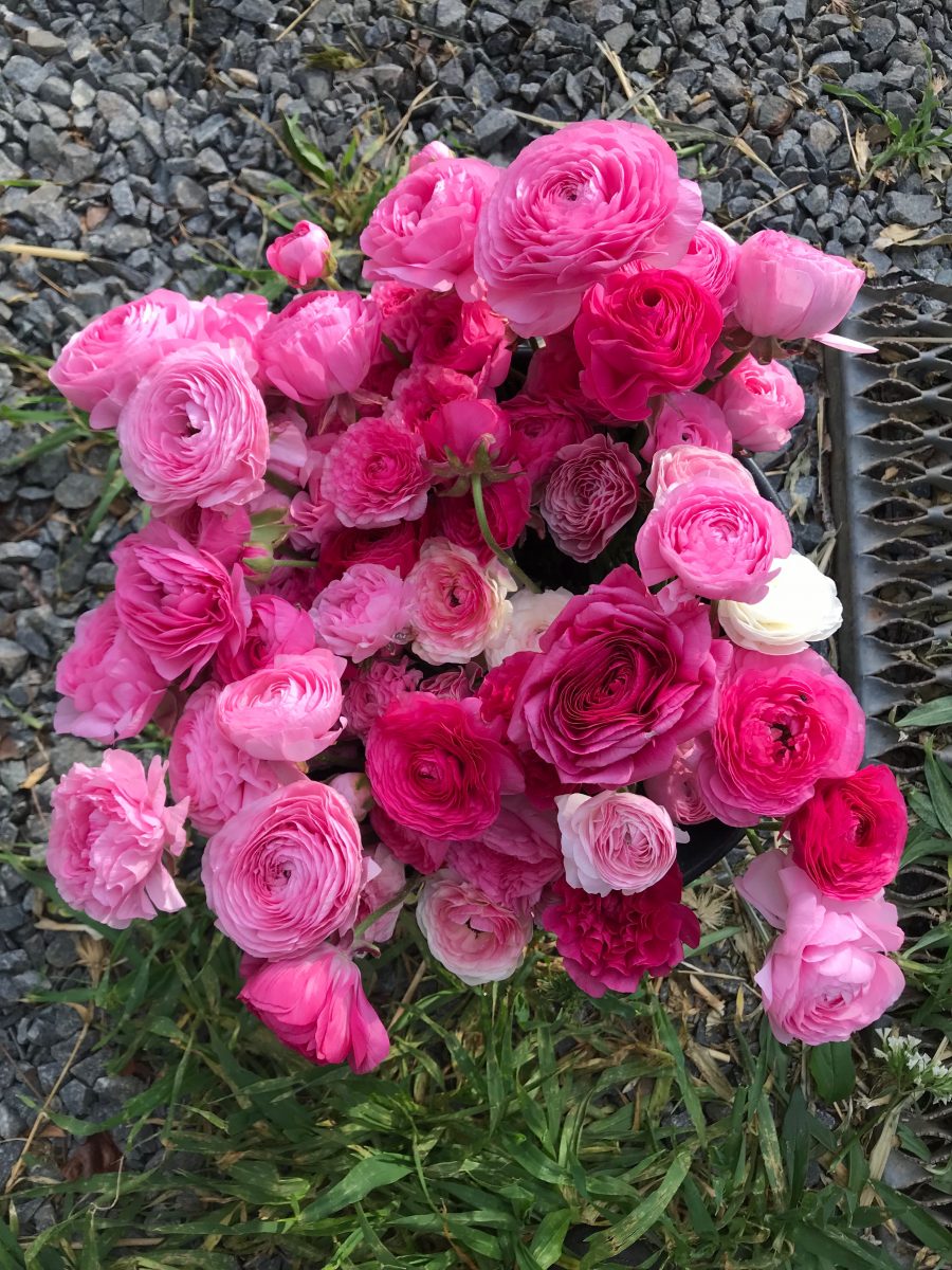 Ranunculus Growing Guide Renfrow Farms